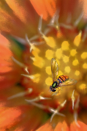 orange bee